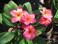 Plumeria 'Sherbet Town' (491) Plumeria 'Sherbet Town' (491)