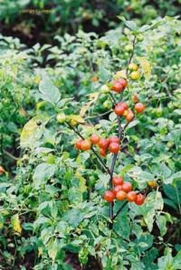 Solanum aethiopicum