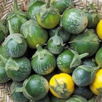 Solanum melongena 'Lao Green Stripe'