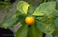 Solanum macrocarpum