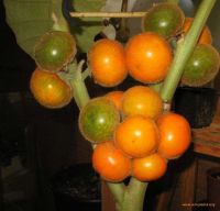 100 Samen Solanum quitoense Naranjilla Lulo Quito orange fruit seeds