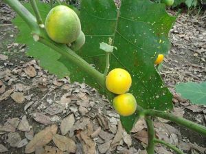 Solanum topiro
