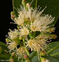Syzygium cordatum*