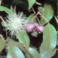 Syzygium oleosum*