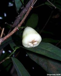Syzygium samarangense*