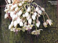 Theobroma cacao*