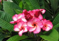 Plumeria 'Tornado'