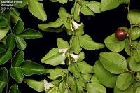 Triphasia trifolia*