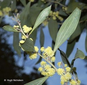 Acacia frigescens
