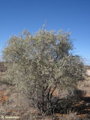 Acacia haematoxylon