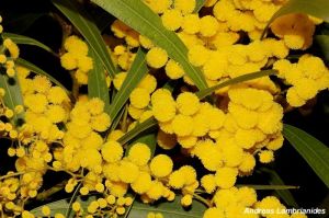 Acacia macradenia Acacia macradenia