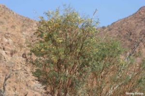 Acacia montis-usti