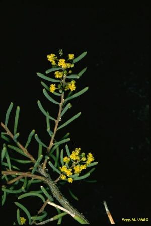 Acacia pinguifolia