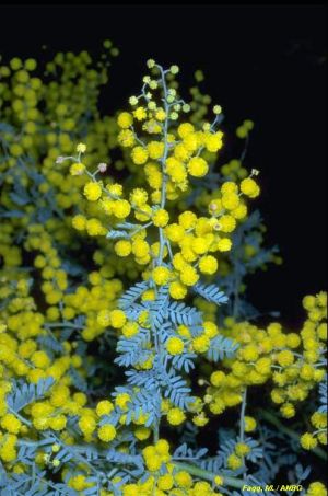 Acacia polybotrya
