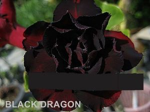 Adenium 'Black Dragon'