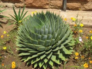 Aloe polyphylla