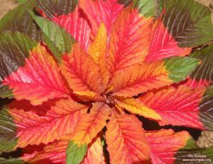 Amaranthus tricolor 'Illumination'