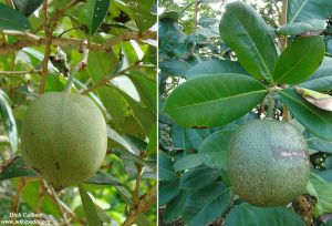 Amphitecna latifolia