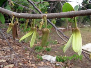 Annona cherimola*