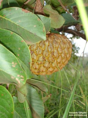 Annona crassiflora - Extrem selten!