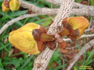 Annona crassiflora - Extrem selten!