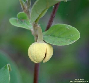Annona stenophylla* - absolute RARITÄT !