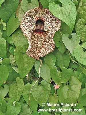 Aristolochia hyb. (gorgona x grandiflora) x self