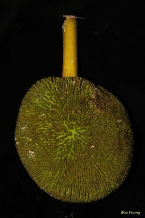 Artocarpus lanceifolius* - RARITÄT!