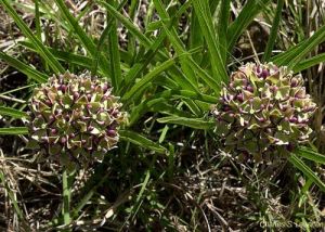 Asclepias asperula