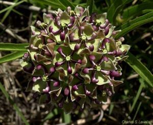 Asclepias asperula