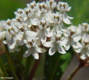 Asclepias perennis