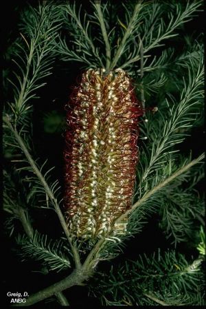 Banksia ericifolia var. macrantha