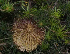 Banksia scabrella