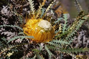 Banksia stuposa