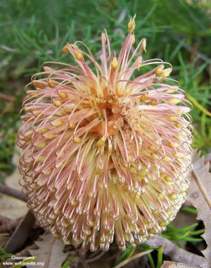 Banksia telmatiaea