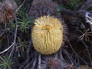 Banksia telmatiaea