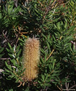 Banksia verticillata