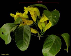 Callichlamys latifolia