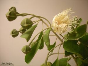 Capparis mitchellii