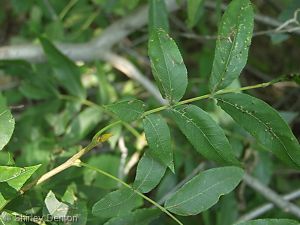 Carya cordiformis