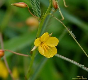 Chamaecrista mimosoides