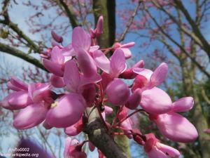 Cercis siliquastrum