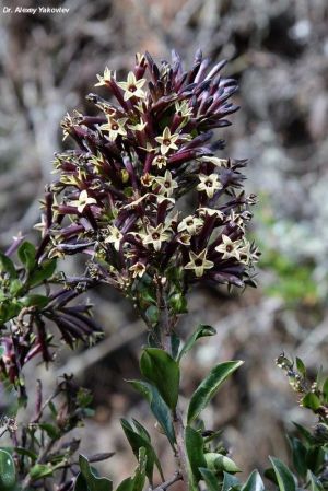 Cestrum buxifolium 'Black Beauty'