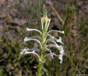 Chascanum gariepense