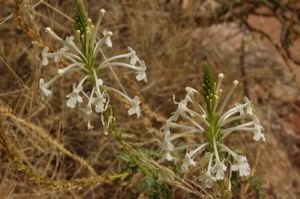 Chascanum gariepense