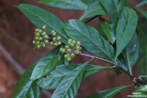 Chassalia curviflora