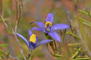 Cheiranthera filifolia