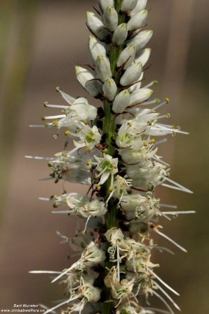 Chlorophytum colubrinum