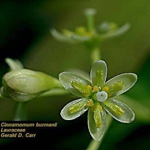 Cinnamomum burmanii*