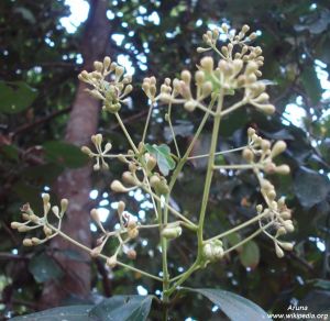 Cinnamomum zeylanicum*